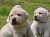Beige Labrador pups voor het eerst buiten 1 juli 2013