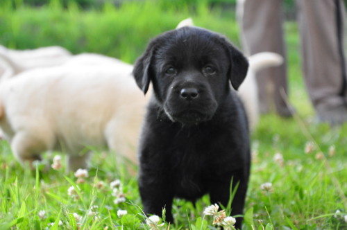 Black Labrador Retriever pup looking at camera