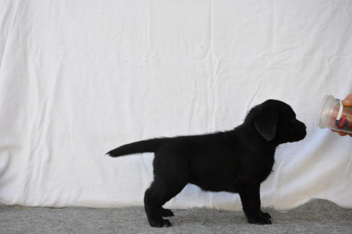 zwart labradorteefje pup