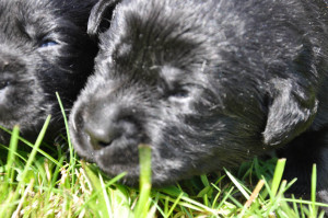 Zwarte Labrador pups