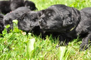 14 day old labrador puppies enjoying some sun outside