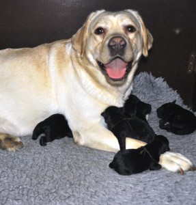 Zwarte labrador puppies geboren op 5 juli bij Labradors Yochiver