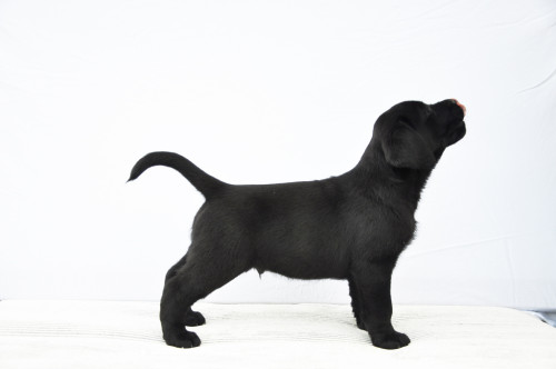 Nox Yochiver Zwart Labrador Retriever Reutje