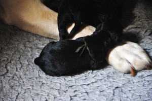 Puppy sleeping on paw at Labradors Yochiver