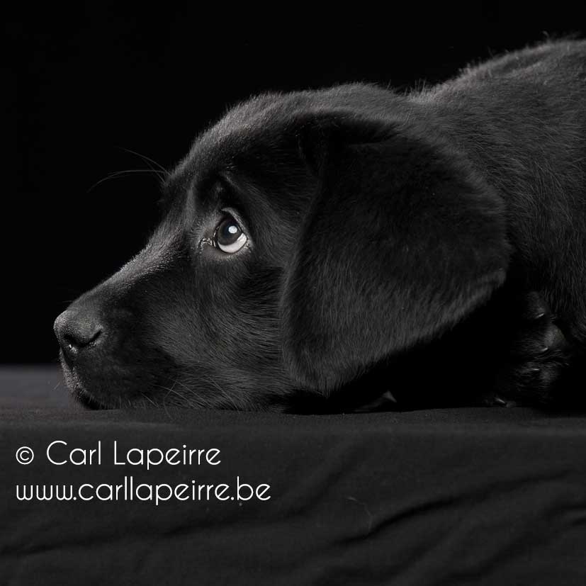 Black Labrador dog puppy Neymar Yochiver