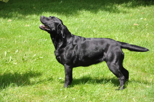 Tinka Yochiver, zwarte Labrador teef