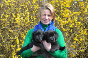 Ouna Yochiver en Onala Yochiver zijn twee zwarte labrador pups die hulp/geleidehond worden.