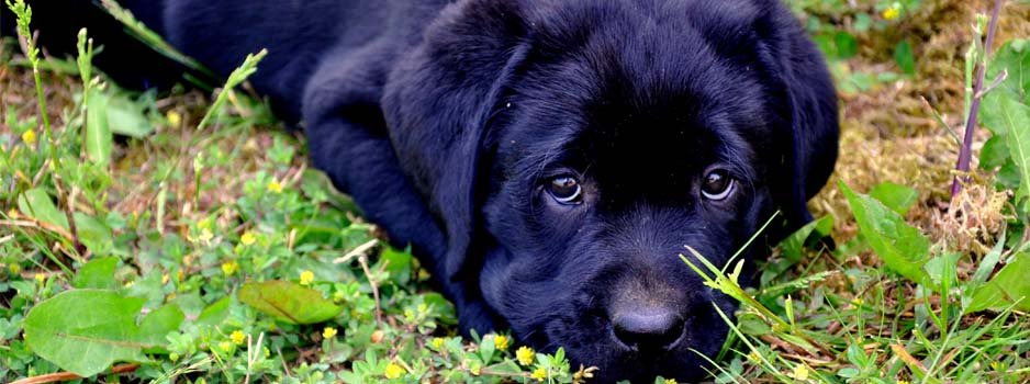 Labrador Retriever pup uit nestje Grace Yochiver en Yunwu 2011