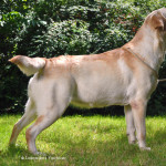 Ruby, beige labrador teef bij Labradors Yochiver