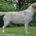 Ruby, beige labrador teef bij Labradors Yochiver
