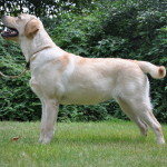 Yellow Labrador Retriever Bitch, Belgium