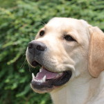 Yellow Labrador Retriever Bitch, Belgium