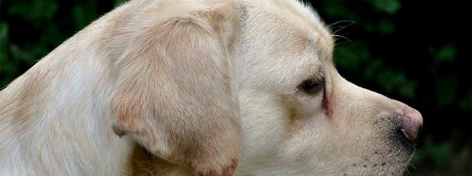 Noxa, beige labrador teefje van Labradors Yochiver verwacht pups