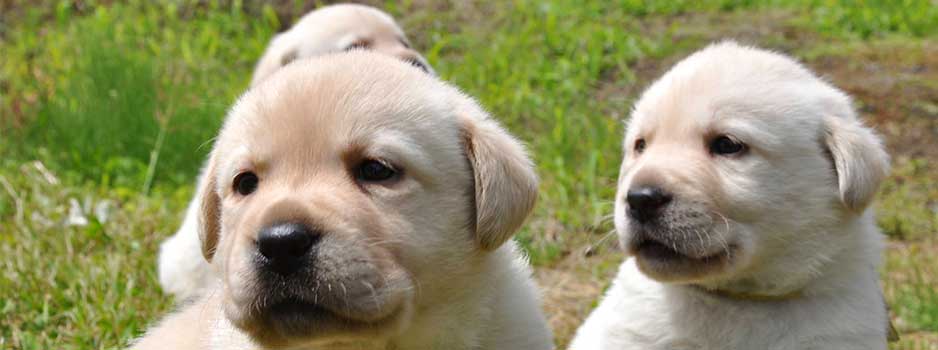 Beige labrador puppies van Tinka Yochiver, gekweekt door fokkers Rita en Etienne van Labradors Yochiver in België