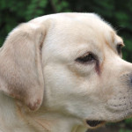 Noxa, beige labradorteefje van de Yochiverkennel in België