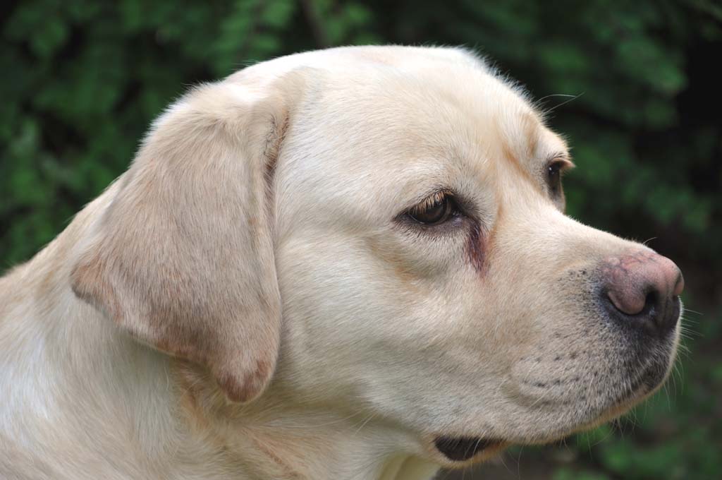 Noxa, a yellow Labrador Retriever bitch from Yochiver in Belgium