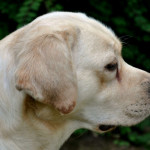 Noxa, beige labradorteefje van de Yochiverkennel in België