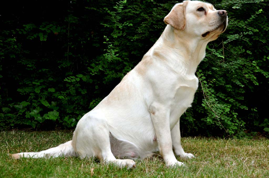 Noxa, a yellow Labrador Retriever bitch from Yochiver in Belgium