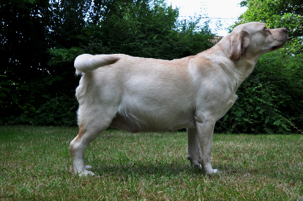 Noxa, een beige labradorteef van fokker Labradors Yochiver in België