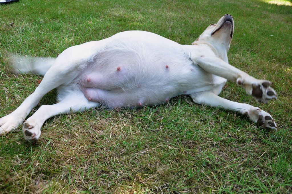 Noxa, een beige labradorteef van fokker Labradors Yochiver in België