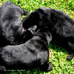 Labrador Puppy Yochiver