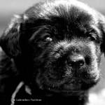Labrador Puppy Yochiver