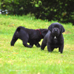 Labradors Yochiver Zwarte Puppy