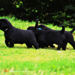 Black Labrador Puppy 36 days old