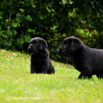 Black Labrador Puppy 36 days old