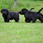 Labradors Yochiver Zwarte Puppy