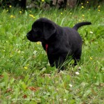 Labrador pup 42 dagen oud, Labradors Yochiver