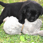 Labradors puppy zwart Yochiver 29 dagen oud