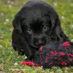 Labradors puppy zwart Yochiver 29 dagen oud