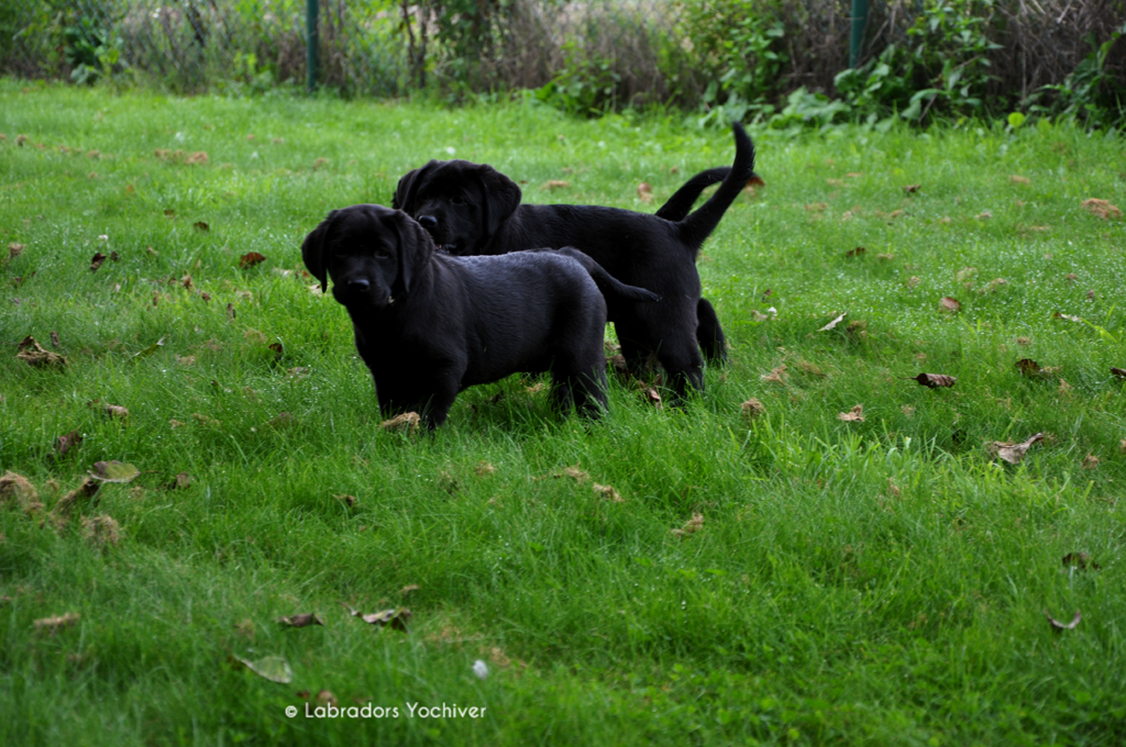 Labrador Pups Labradors Yochiver Noxa & Robin