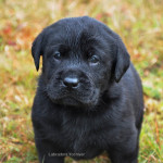 Labrador Retriever Puppy Belgium Yochiver