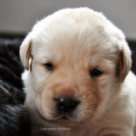 Labrador Retriever Puppy