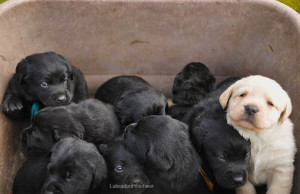 Labrador pups uit België van Yochiver