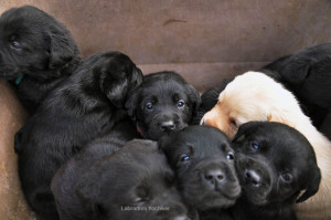 Labrador Retriever puppies Yochiver