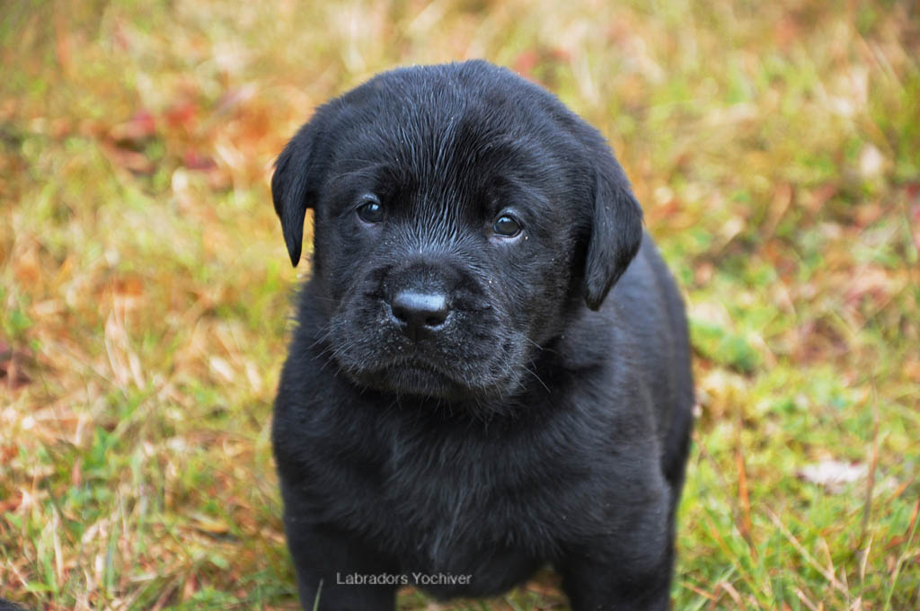 Labrador pups uit België van Yochiver