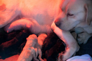 Labrador puppy nestje Noxa Scoter