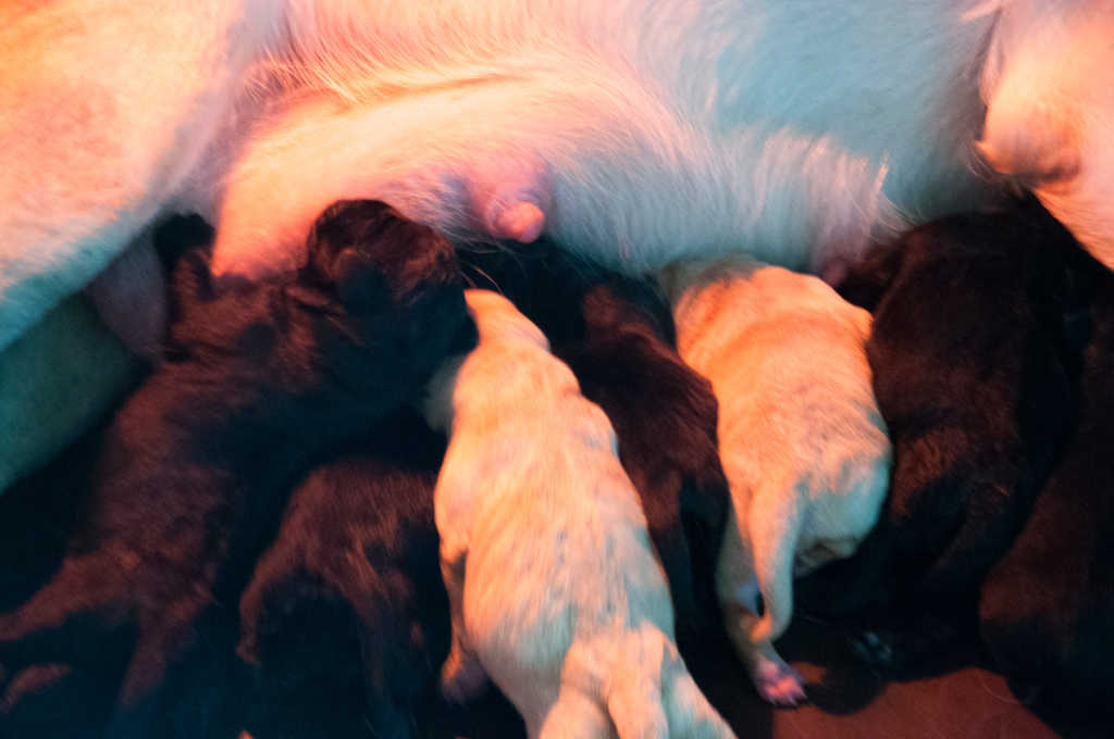 Labrador puppy nestje Noxa Scoter